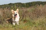 CORGI PEMBROKE 310